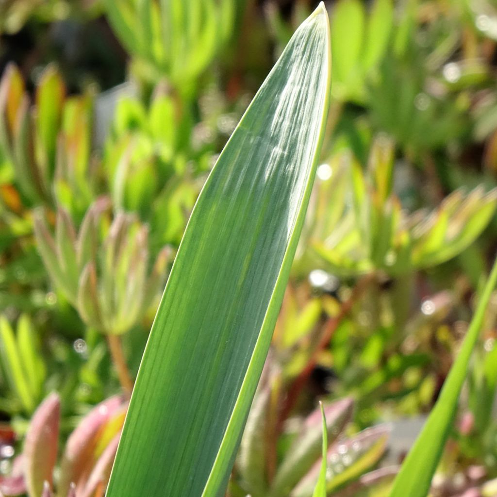 Ail d'ornement - Allium Gladiator