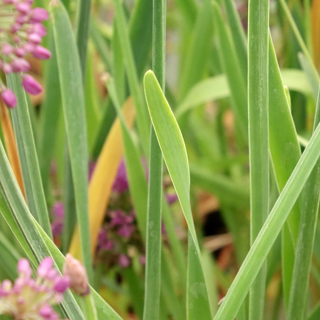 Ail d'ornement - Allium Lavender Bubbles