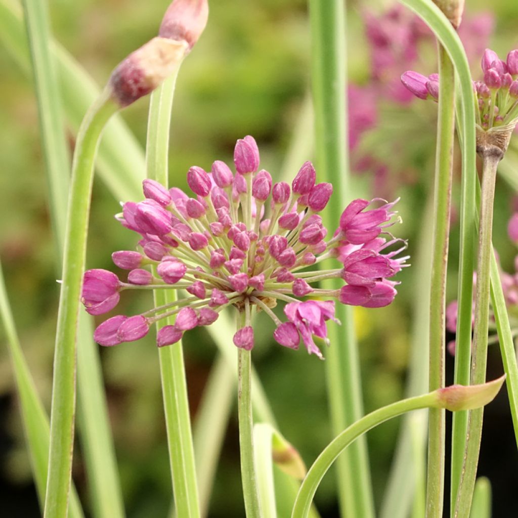 Ail d'ornement - Allium Lavender Bubbles