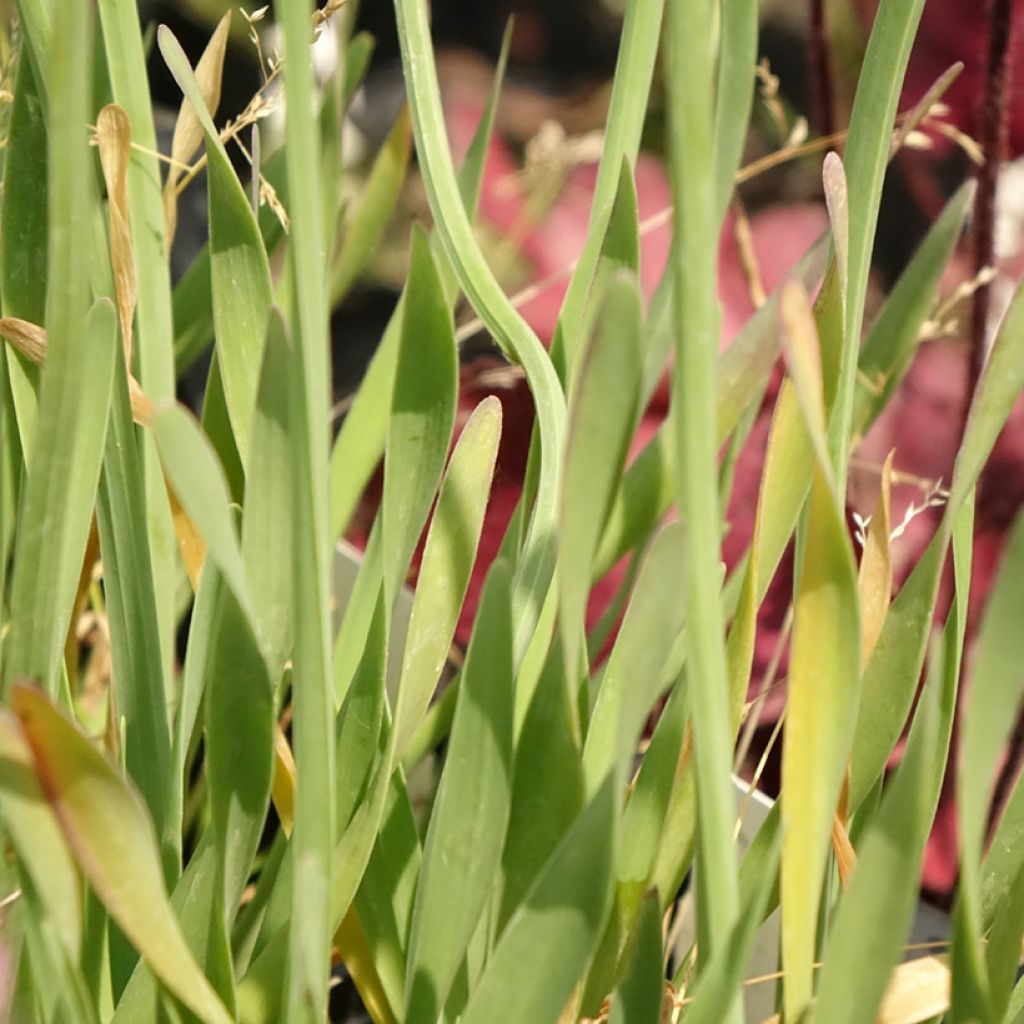 Ail d'ornement - Allium Little Sapphire