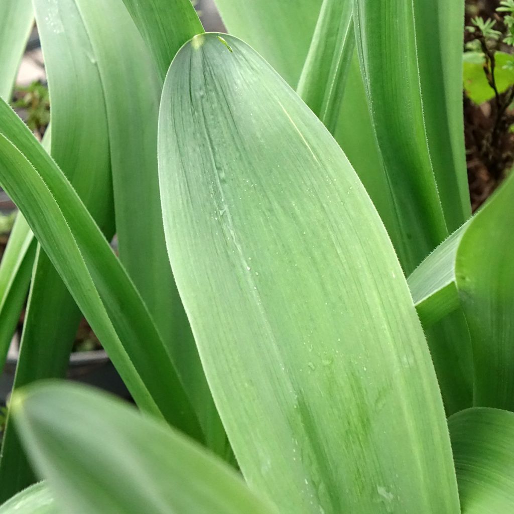 Ail d'ornement - Allium Mount Everest