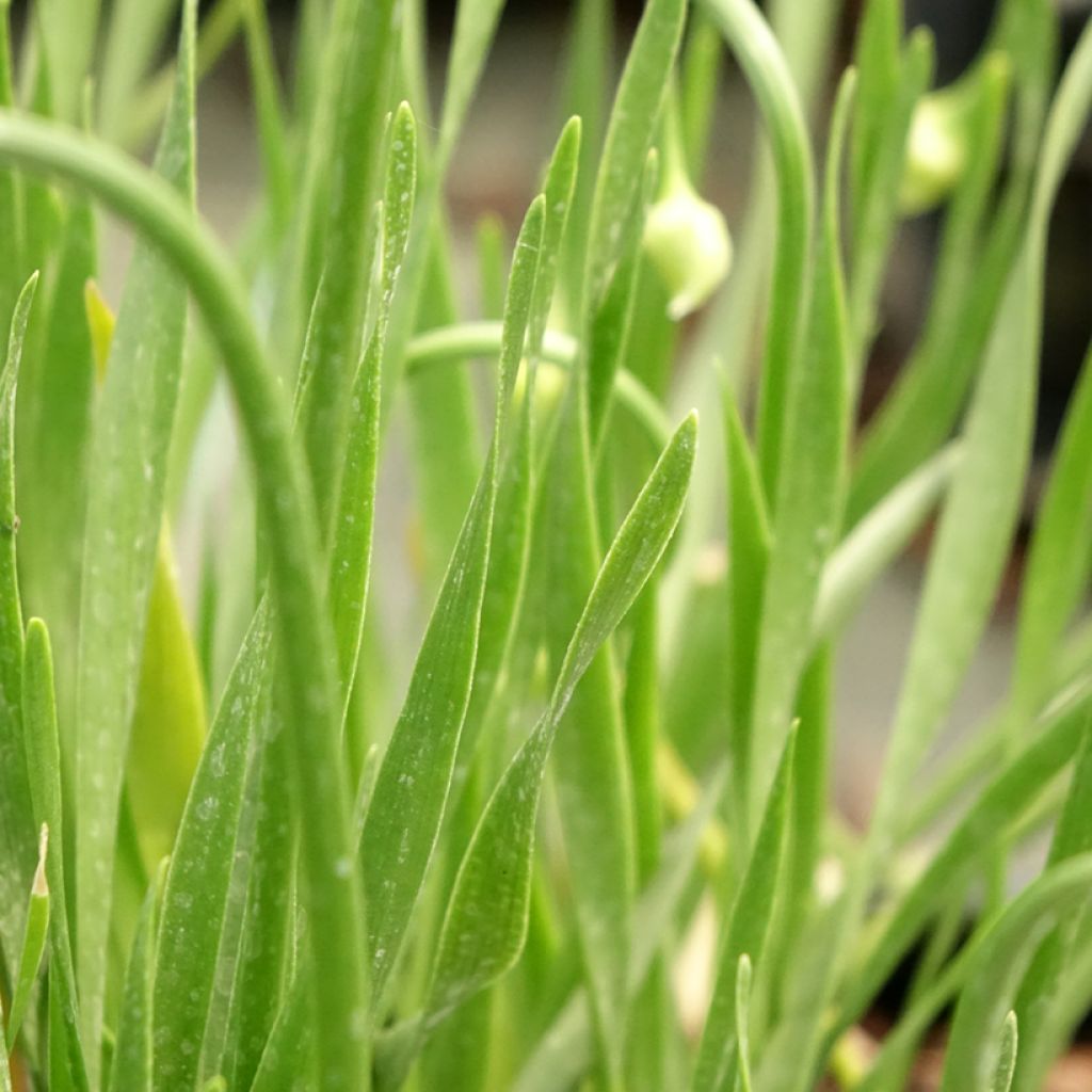 Ail d'ornement - Allium senescens In Orbit