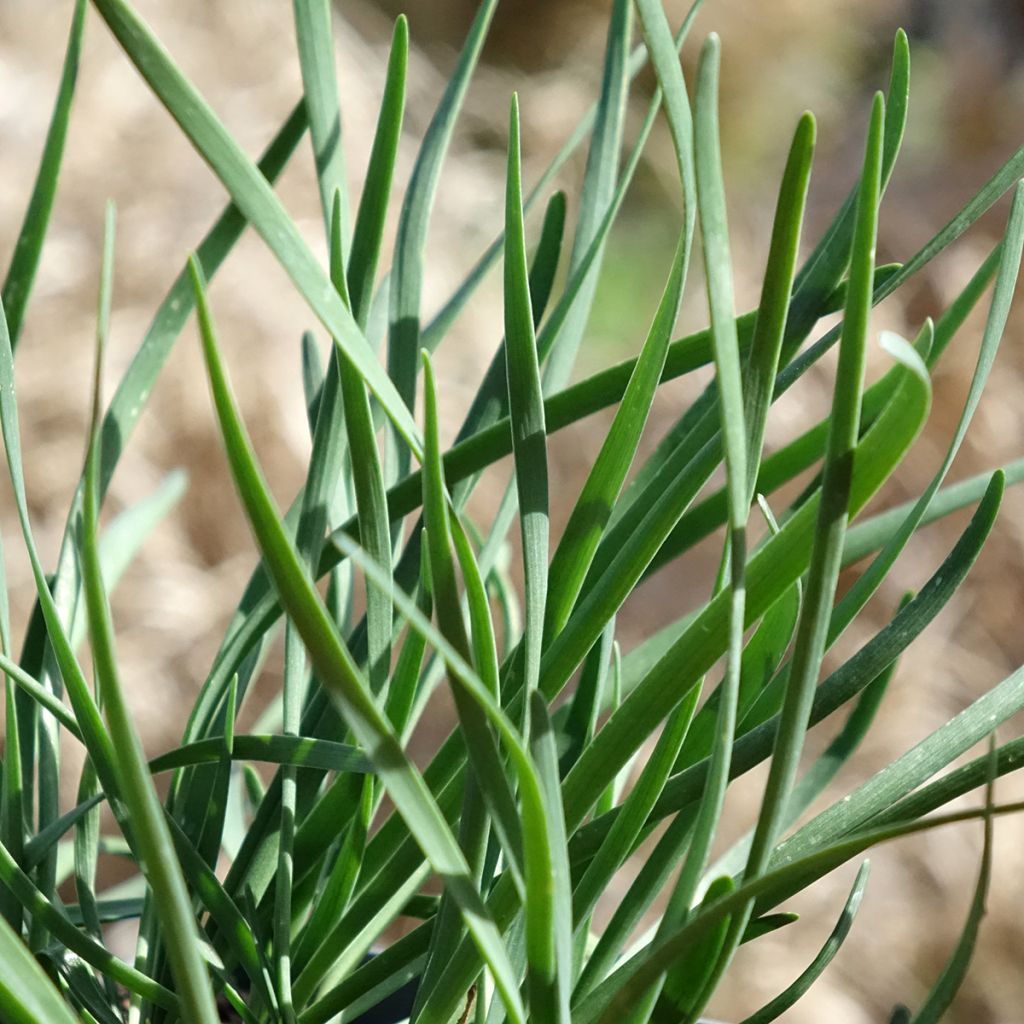 Ail d'ornement - Allium senescens Lisa Blue