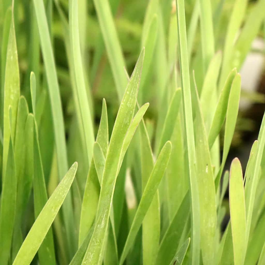 Ail d'ornement - Allium Serendipity
