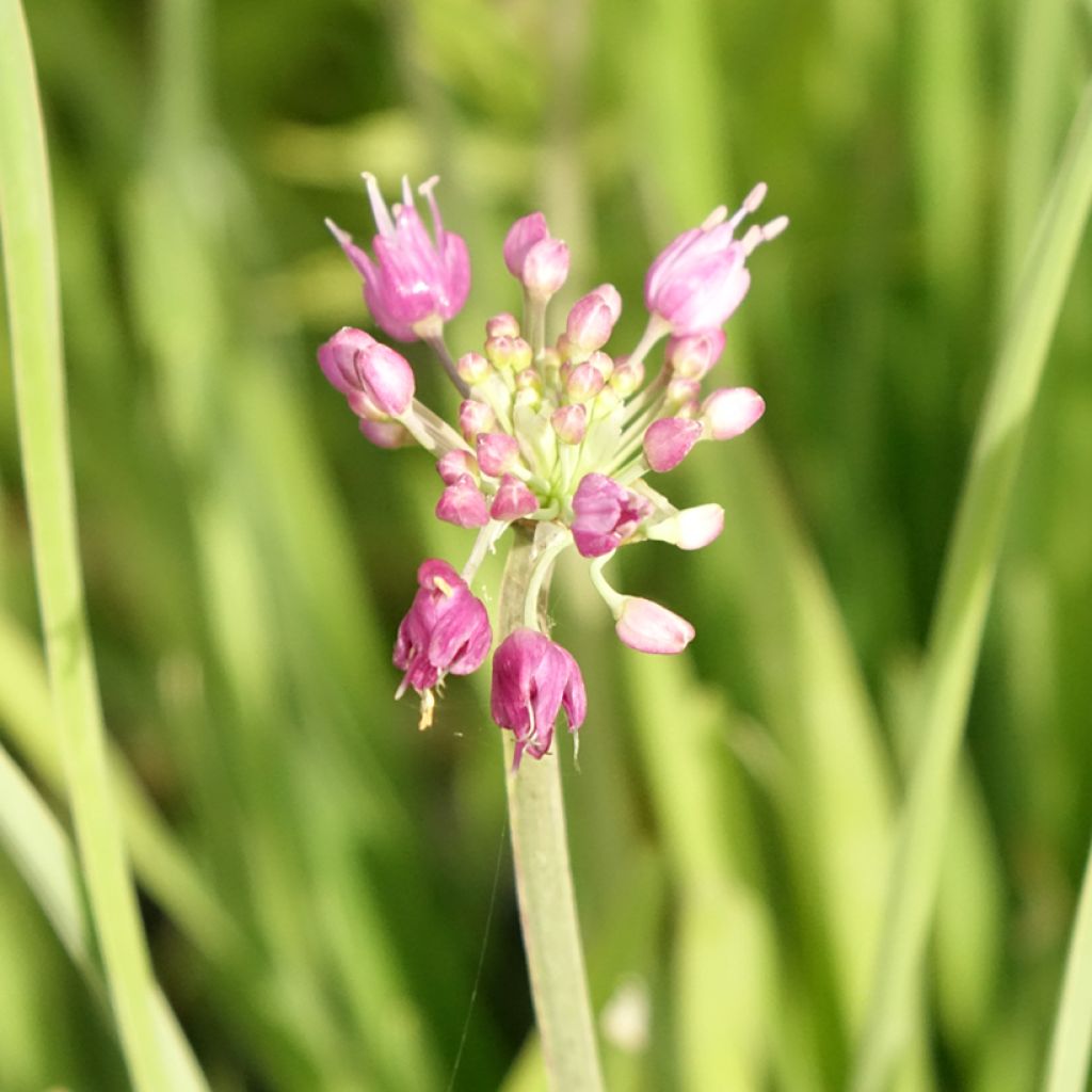 Ail d'ornement - Allium Serendipity