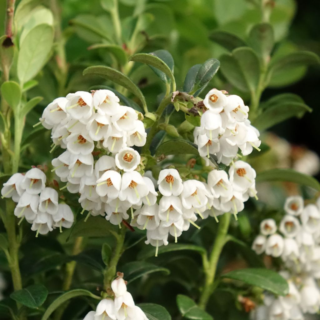 Airelle, Vaccinium vitis idaea