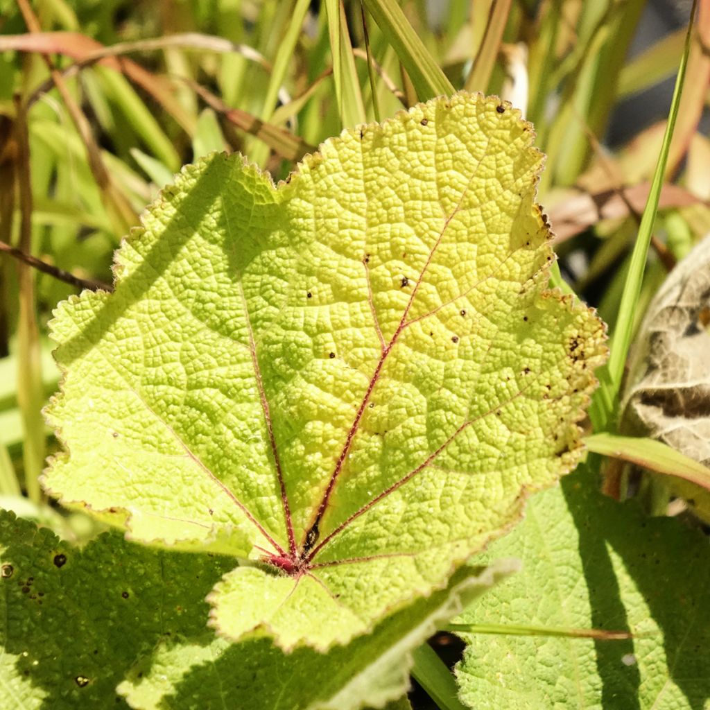 Alcea ficifolia - Rose trémière à feuilles de figuier