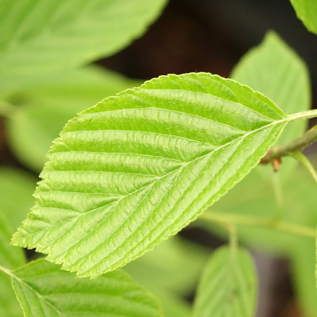 Alisier du Japon Red Bird - Sorbus alnifolia 