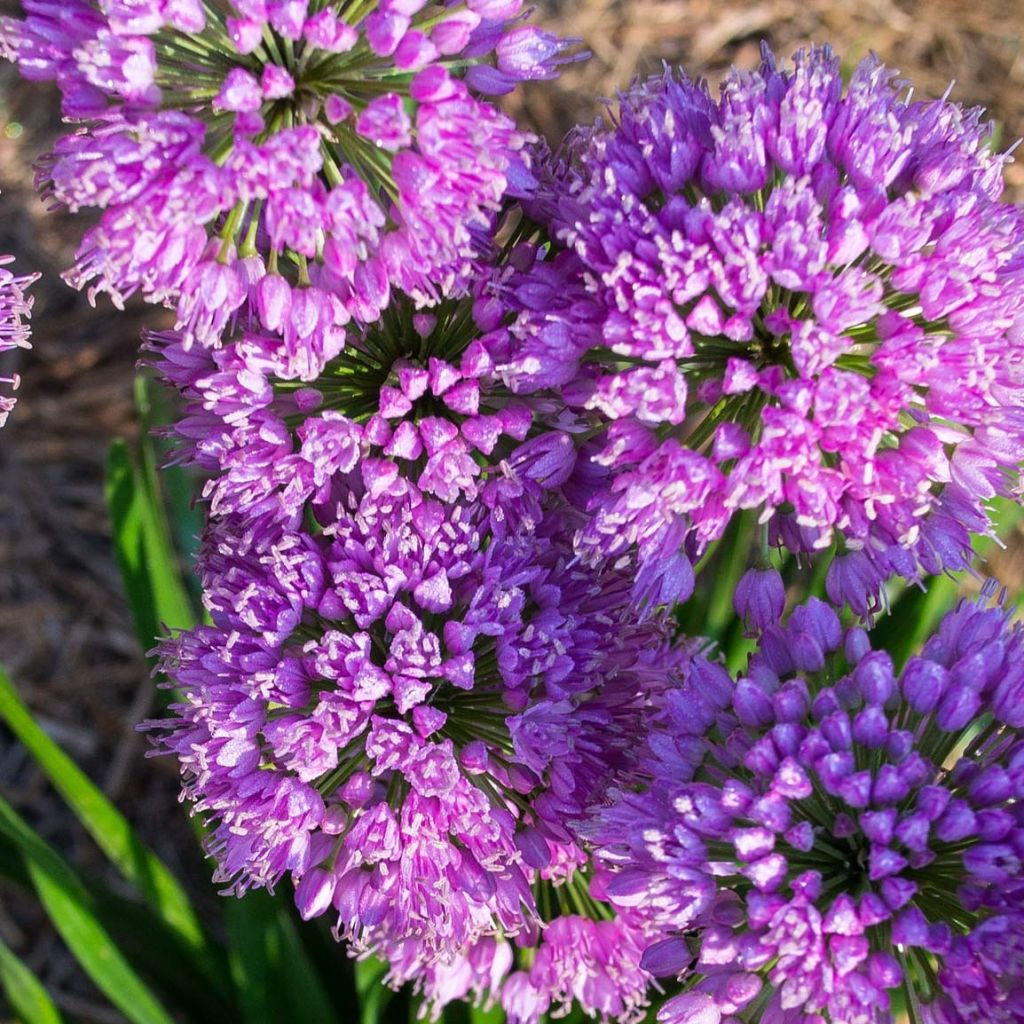 Ail d'ornement - Allium Millenium