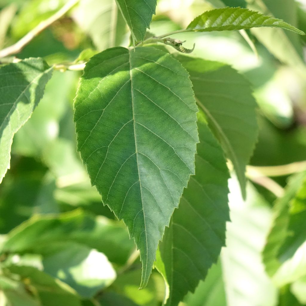 Alnus spaethii - Aulne de Spaeth