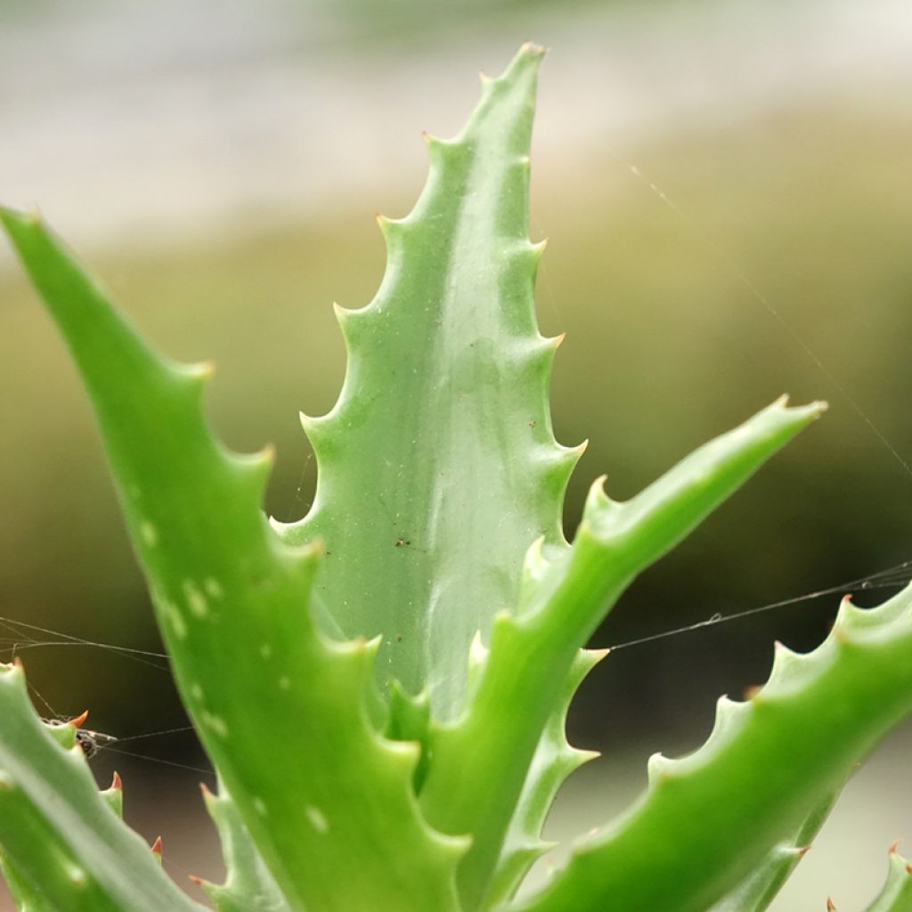 Aloe morogoroensis - Aloe bussei