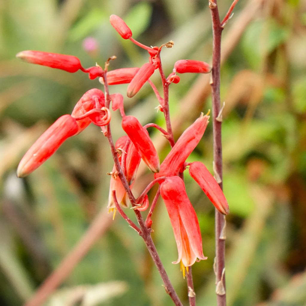 Aloe rauhii Cleopatra - Aloès Snowflake