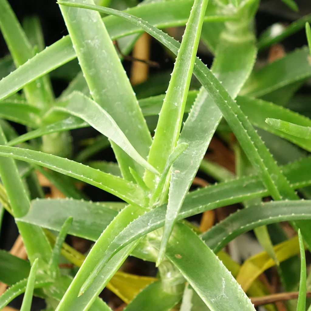 Aloe striatula ArticJungle - Aloès arbustif