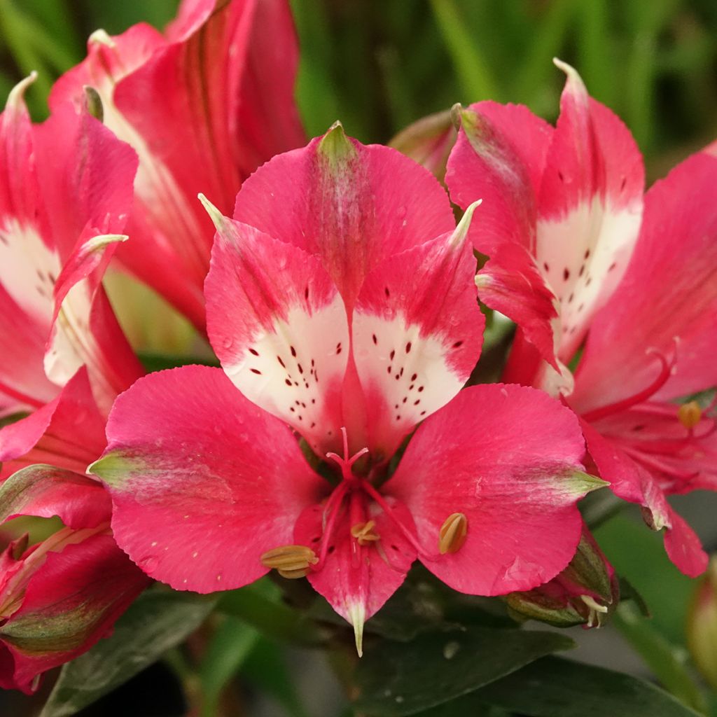 Alstroemère naine Pitchounes Lily Rose - Lys des Incas