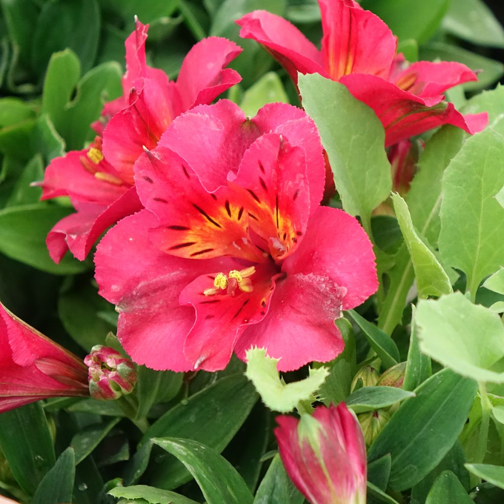 Alstroemeria Incalys Cherry - Lis des Incas