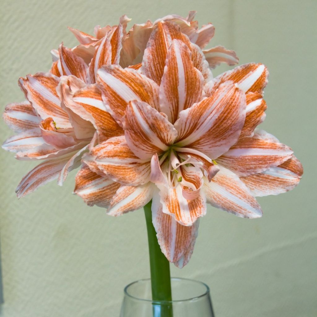Amaryllis double Dancing Queen