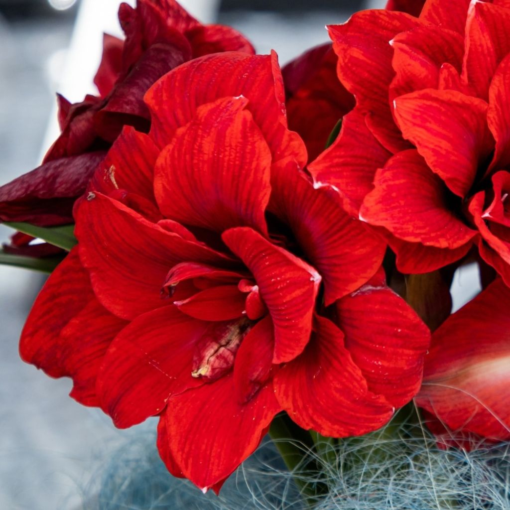 Amaryllis Double King - Hippeastrum