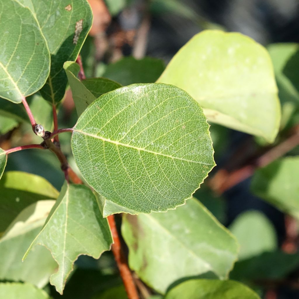 Amelanchier Smoky