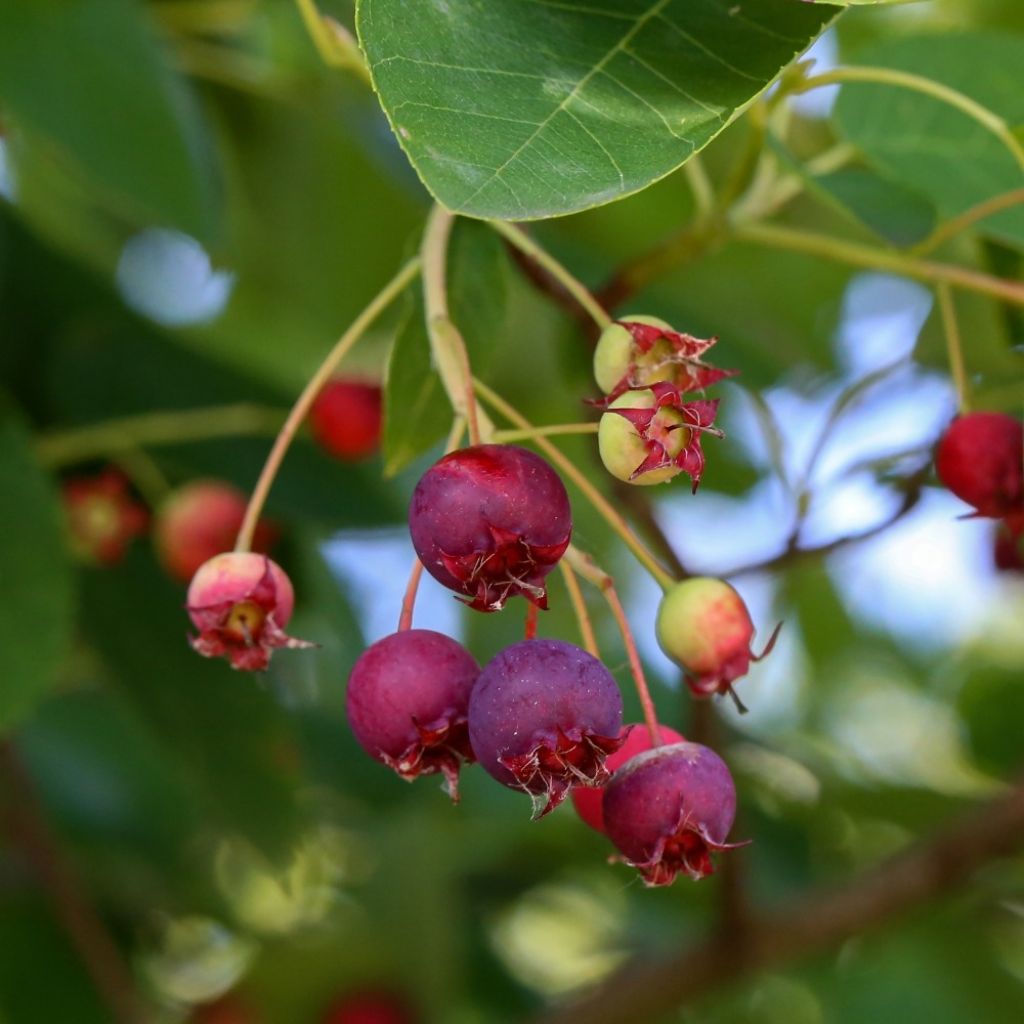 Amelanchier lamarckii - Amélanchier de Lamarck