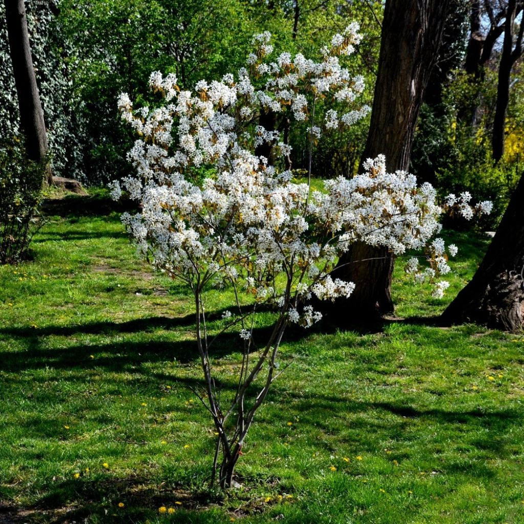 Amelanchier lamarckii - Amélanchier de Lamarck