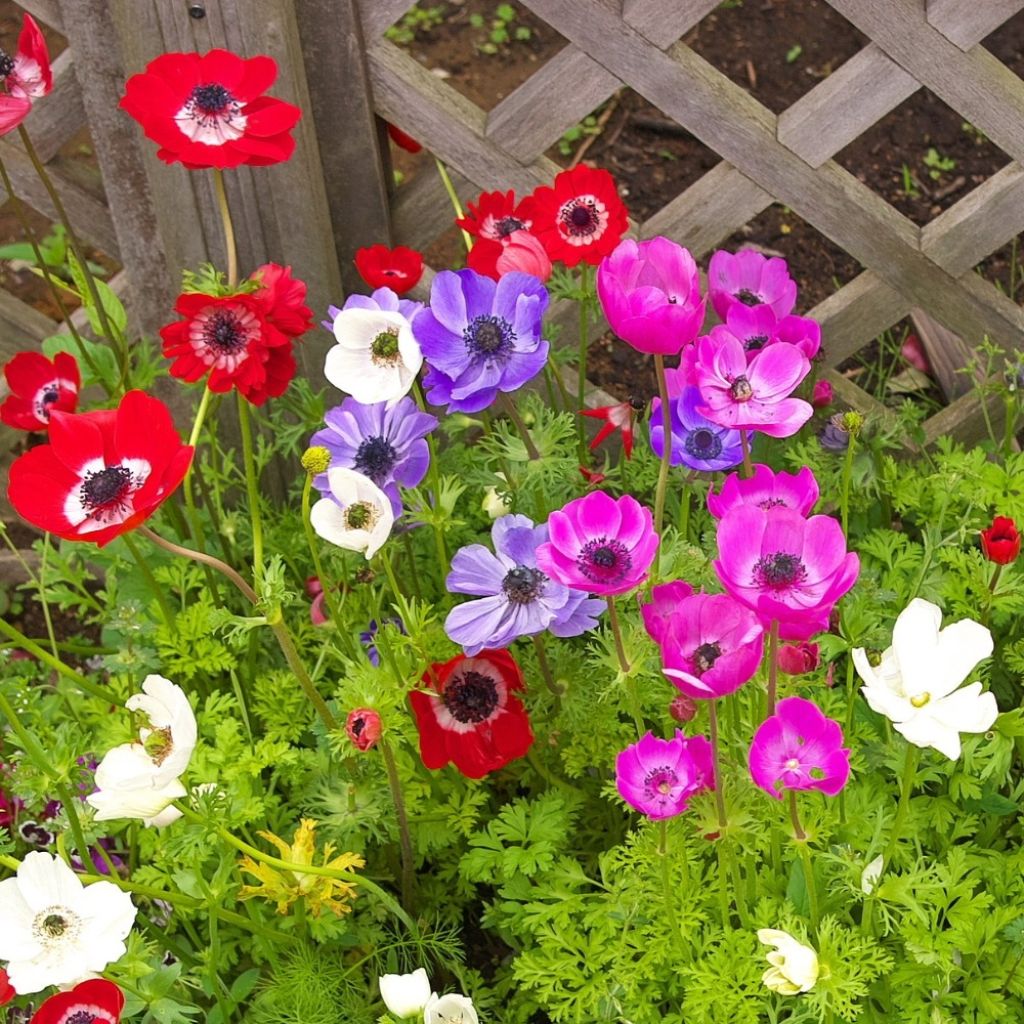 Anemone coronaria en mélange - Anémone de Caen