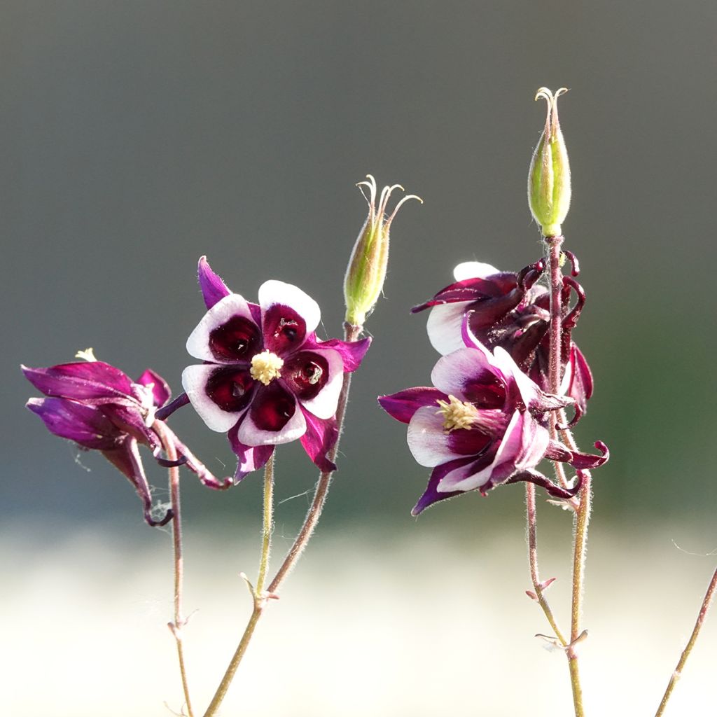 Ancolie William Guiness - Aquilegia vulgaris William Guiness
