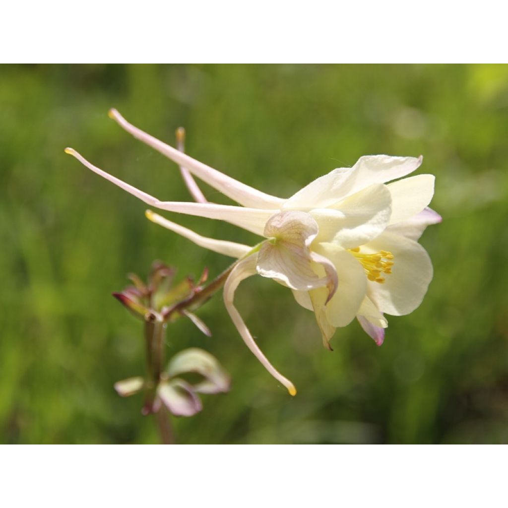 Graines d'Ancolie hybride Mac Kana - Aquilegia x cultorum