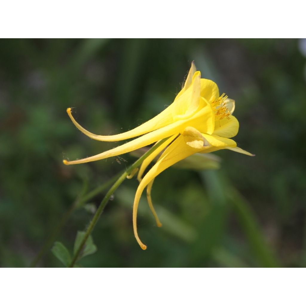 Ancolie Yellow Queen - Aquilegia chrysantha 