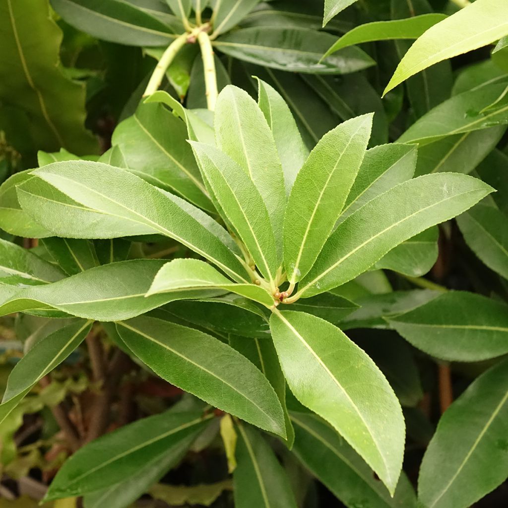 Andromède de Formose - Pieris formosa var. forrestii