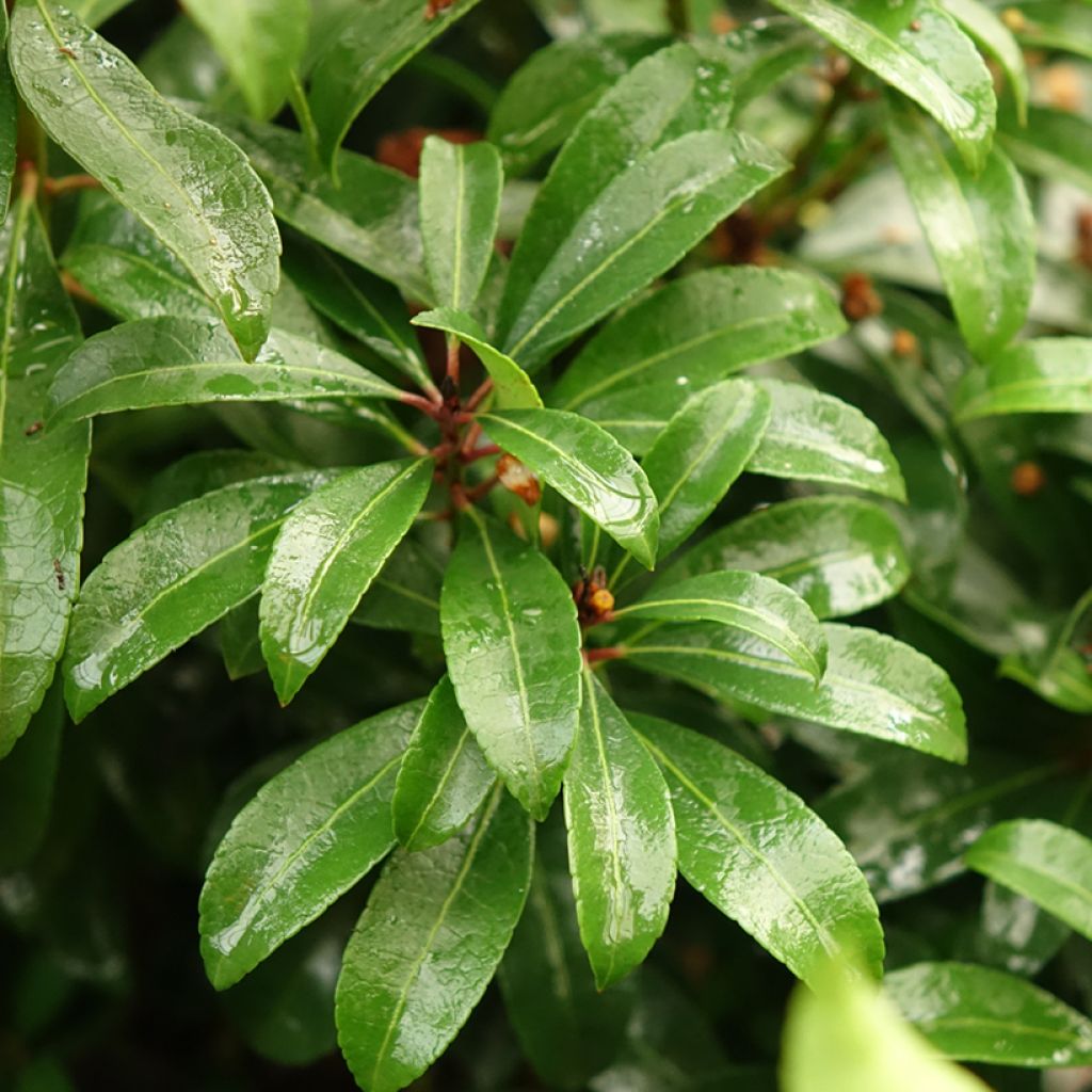 Andromède du Japon - Pieris Bonfire