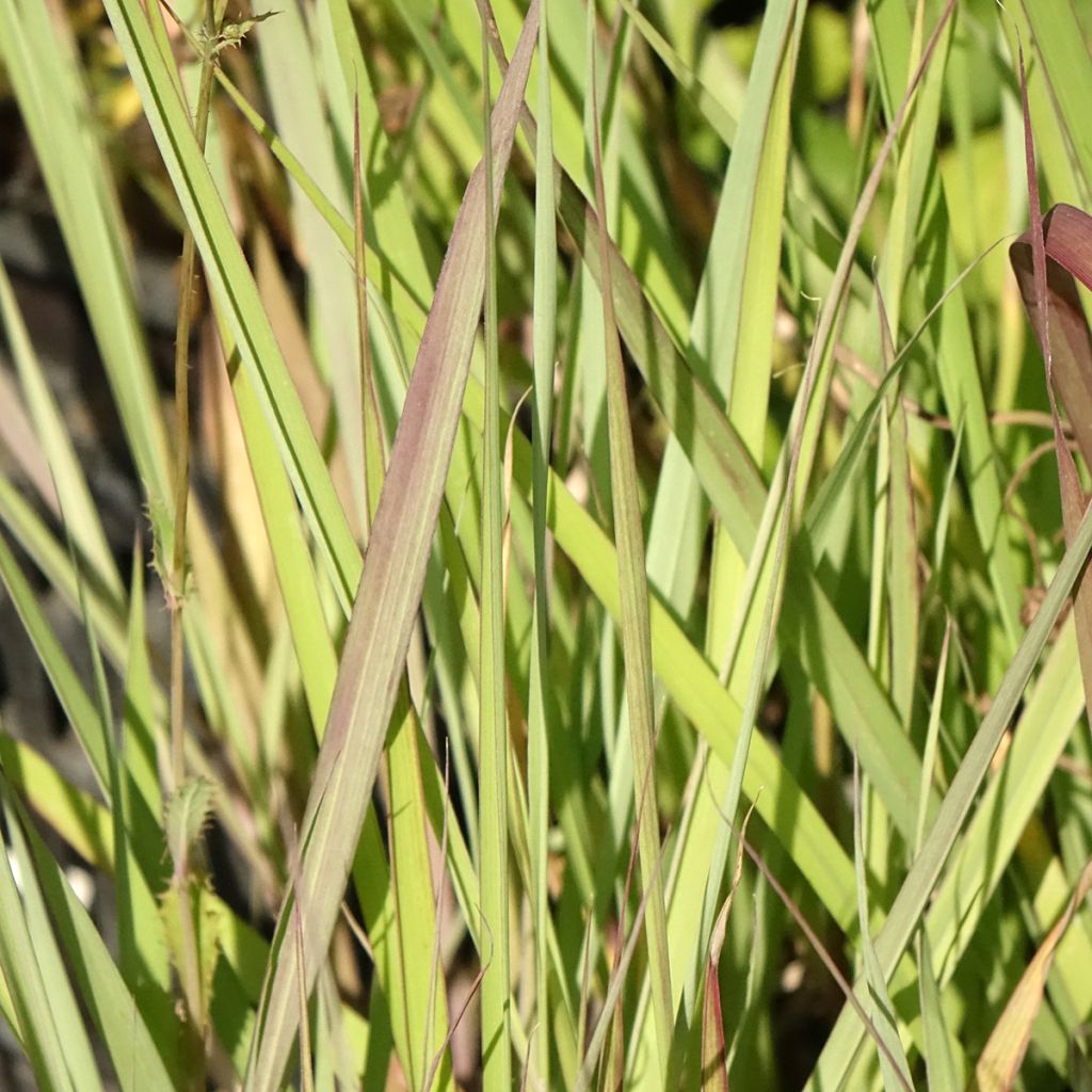 Andropogon gerardii Red October - Barbon de Gerard