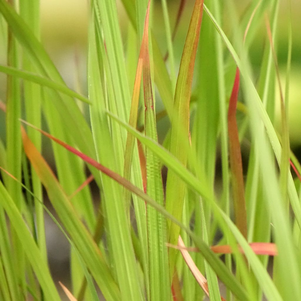 Andropogon hallii Purple Konza