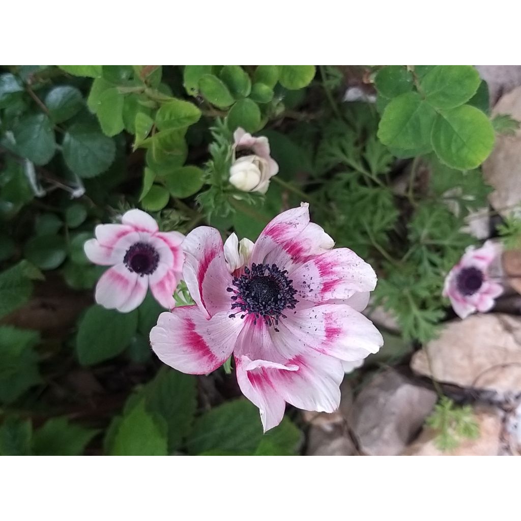 Anemone coronaria Bicolor - Anémone de Caen