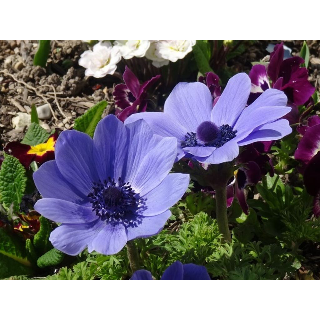 Anemone coronaria Mr Fokker - Anémone de Caen