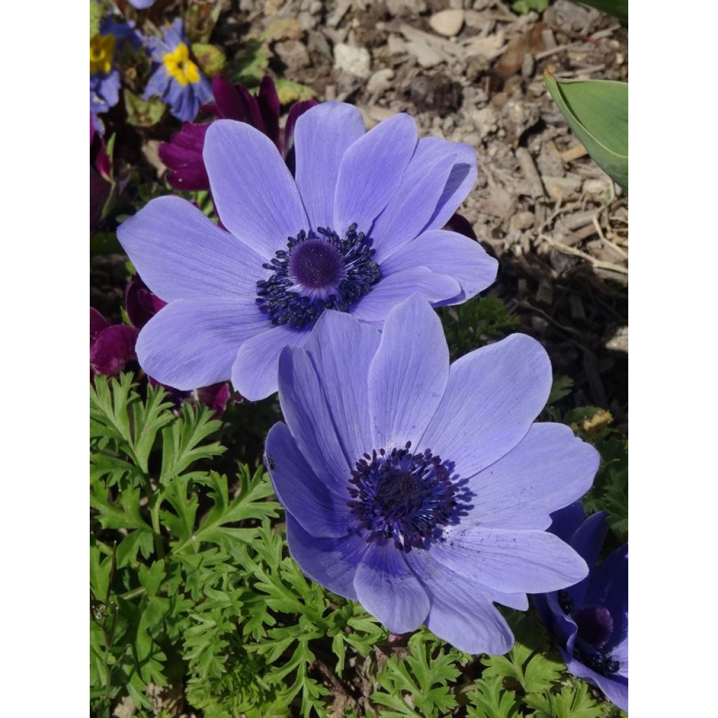 Anemone coronaria Mr Fokker - Anémone de Caen
