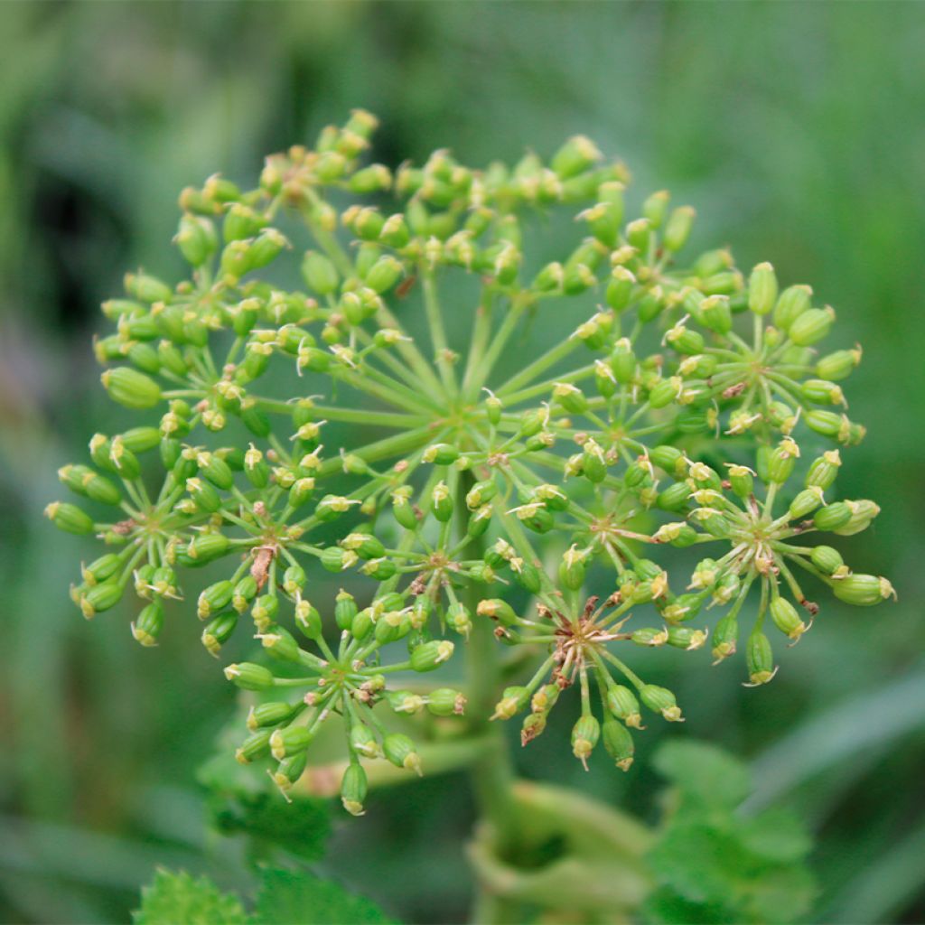 Angelique, Angelica pachycarpa