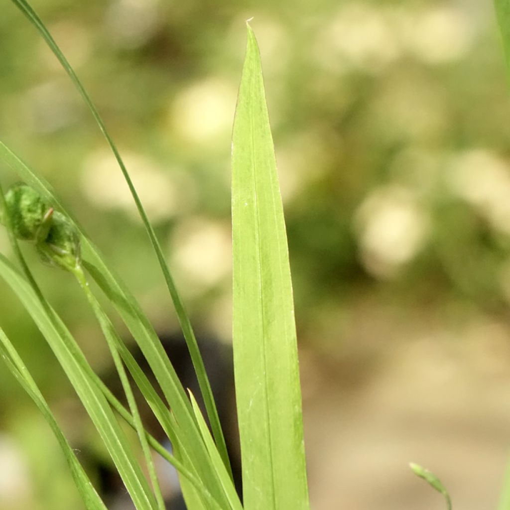 Anomatheca laxa - Freesia ou Lapeirousia