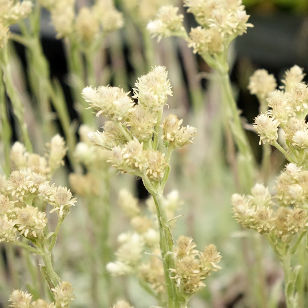 Antennaria dioica Borealis - Pied de Cha