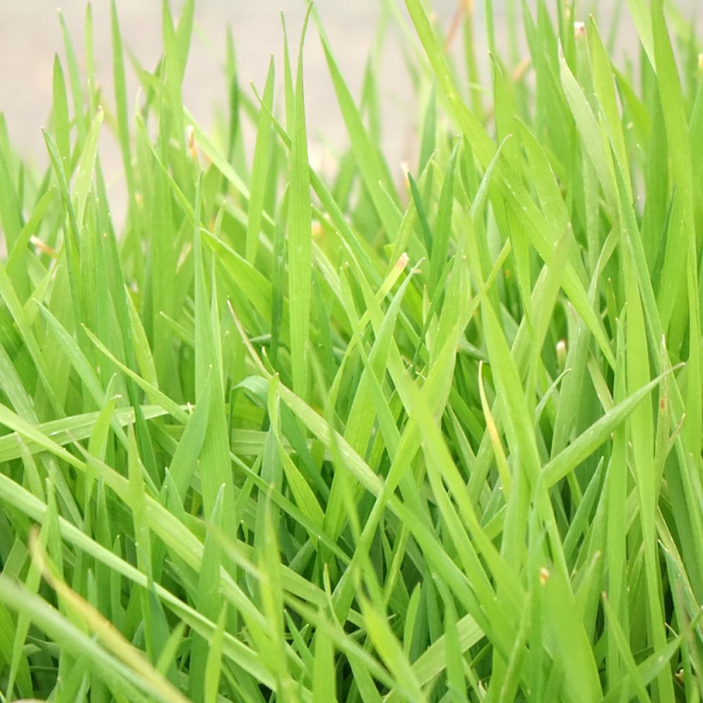 Anthoxanthum odoratum - Flouve odorante