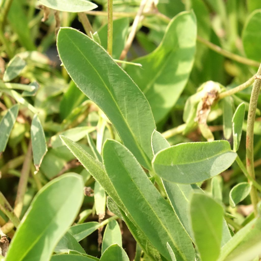 Anthyllis vulneraria var. coccinea, Vulnéraire
