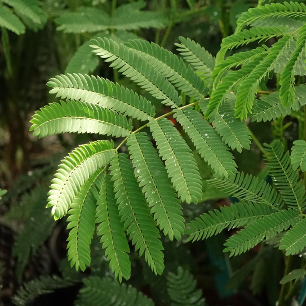 Albizia julibrissin Rouge de Tuilière - Arbre à soie