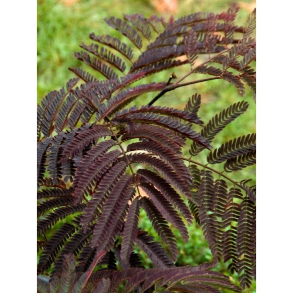 Albizia julibrissin Chocolate Fountain - Arbre à soie