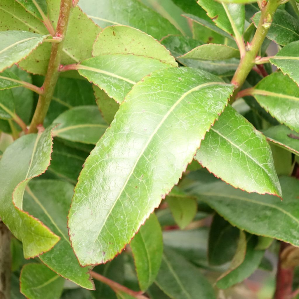 Arbutus unedo - Arbousier