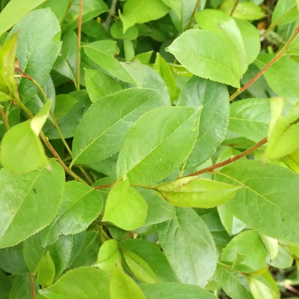 Aronia melanocarpa Professor Ed - Aronie à fruits noirs
