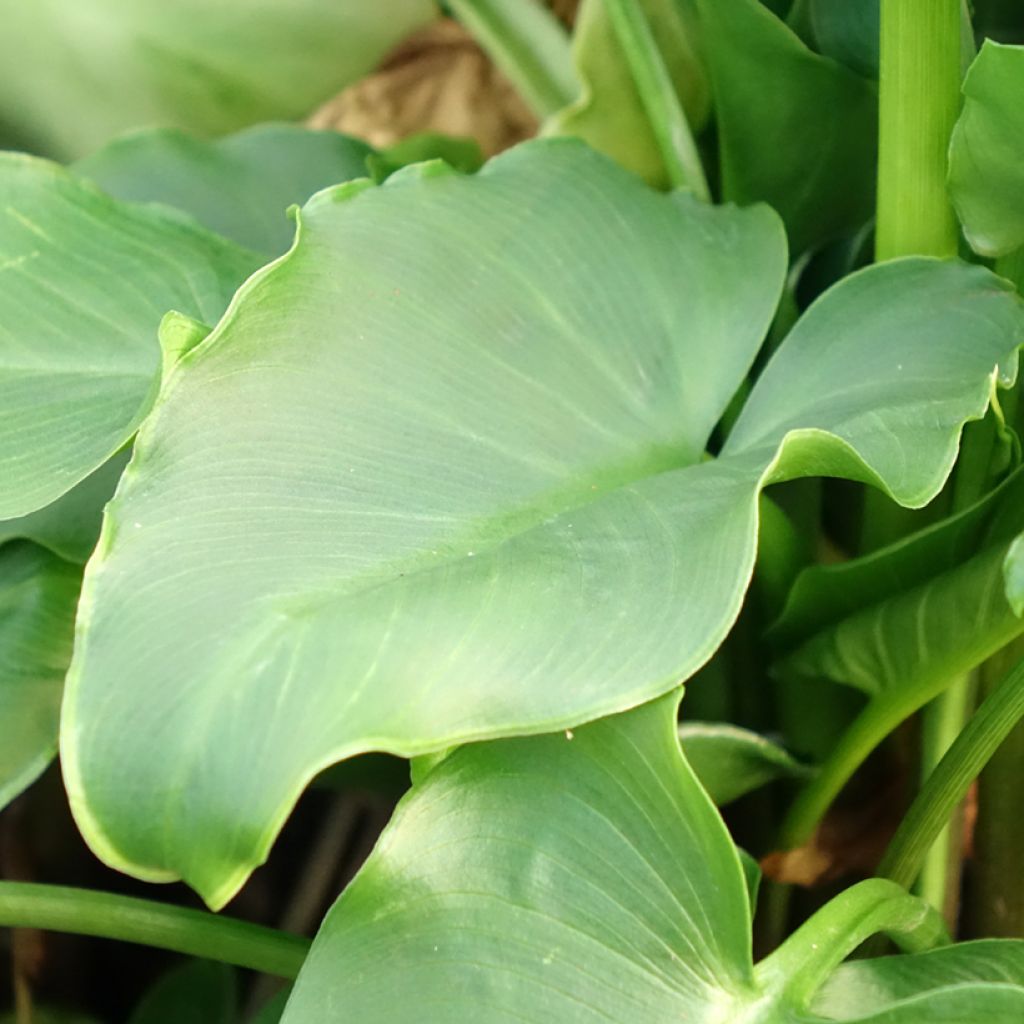 Arum ou Calla blanc - Zantedeschia aethiopica