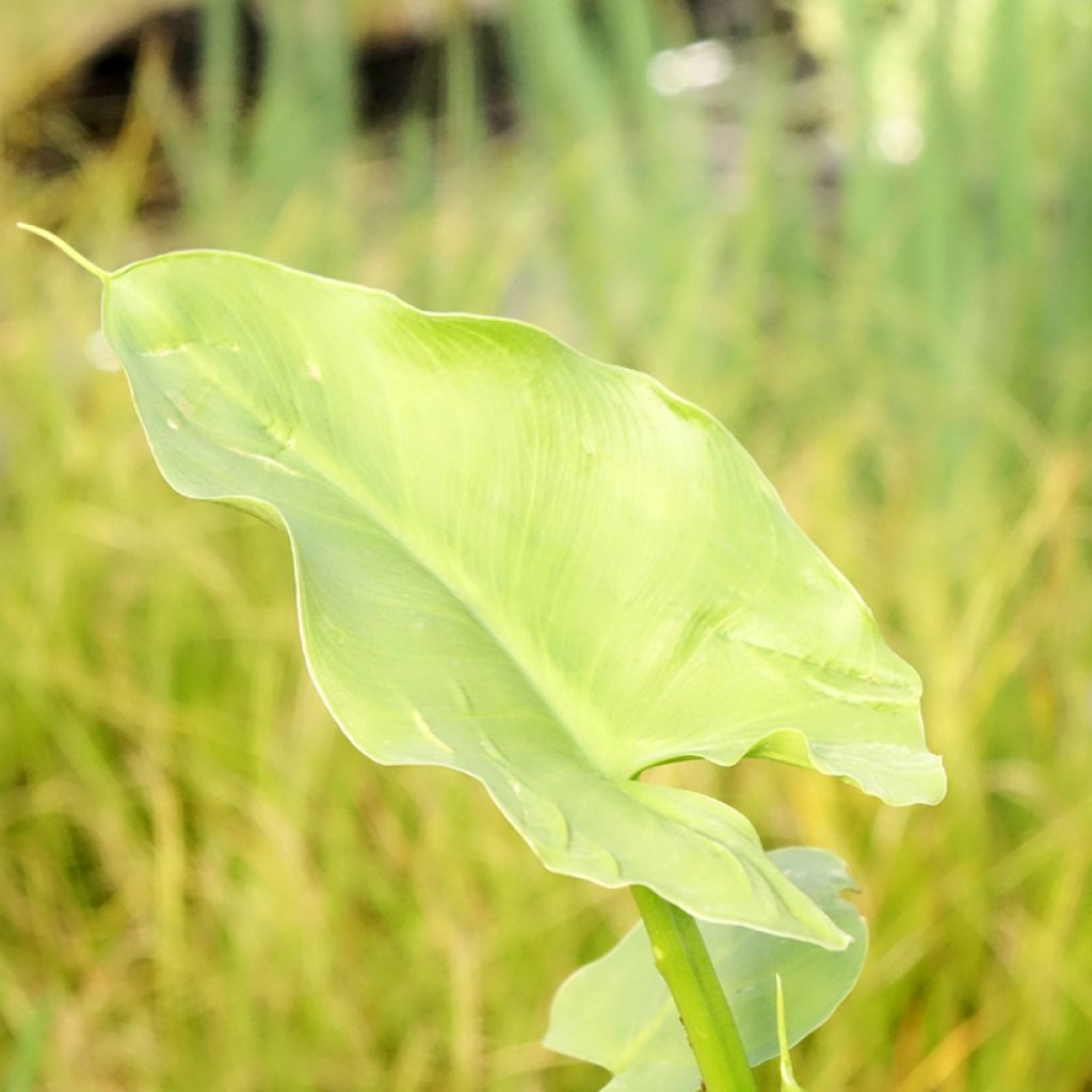 Arum ou Calla vert - Zantedeschia Aethiopica Green Goddess