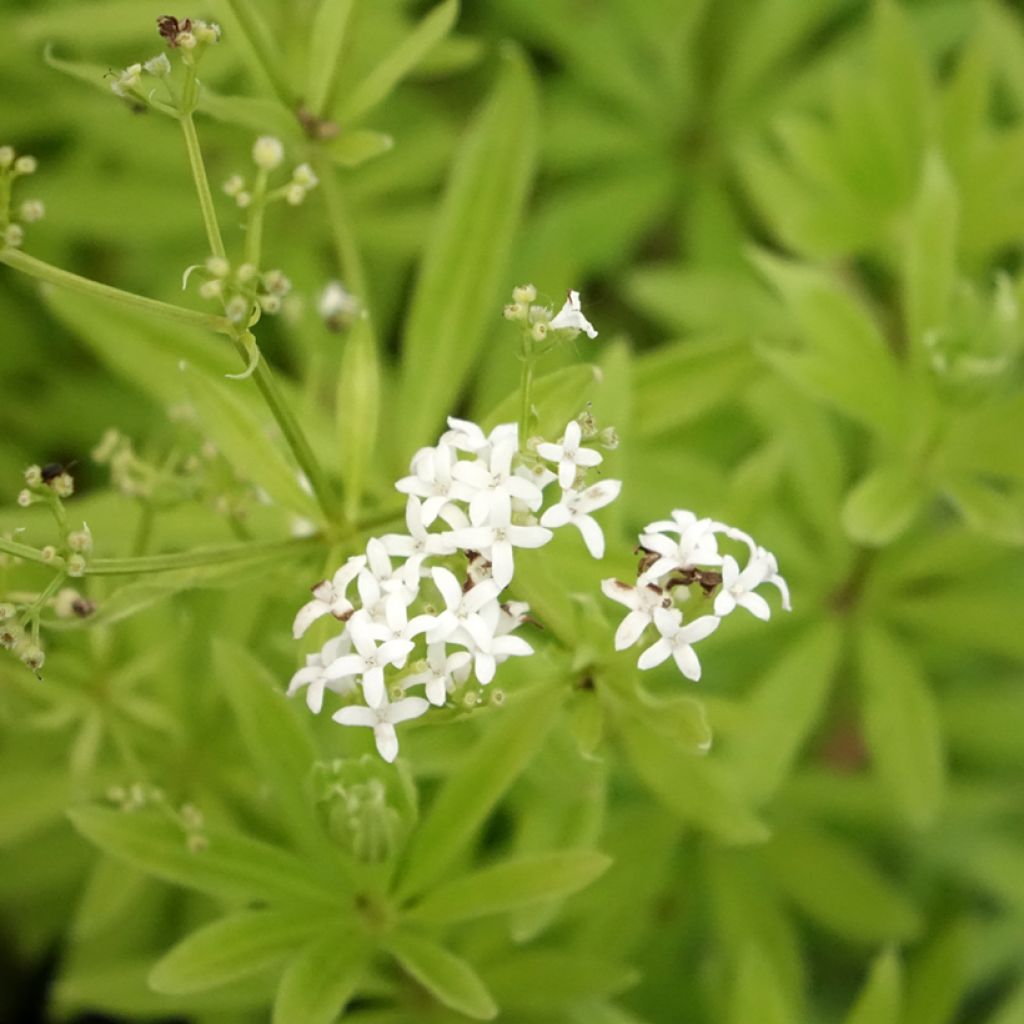 Aspérule odorante - Galium odoratum