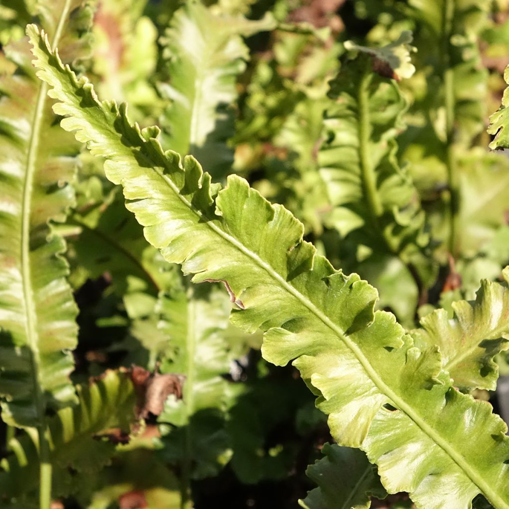 Asplenium scolopendrium Angustifolia - Fougère scolopendre