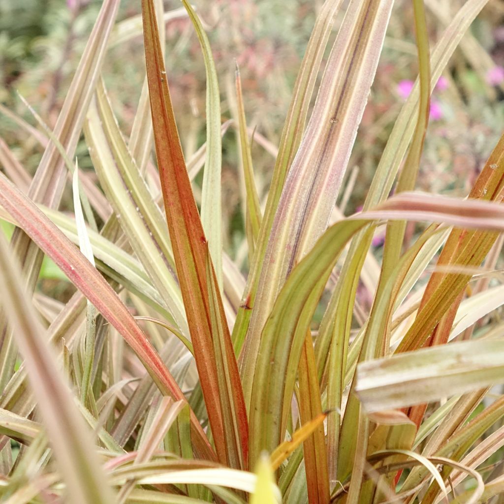 Astelia nervosa Westland