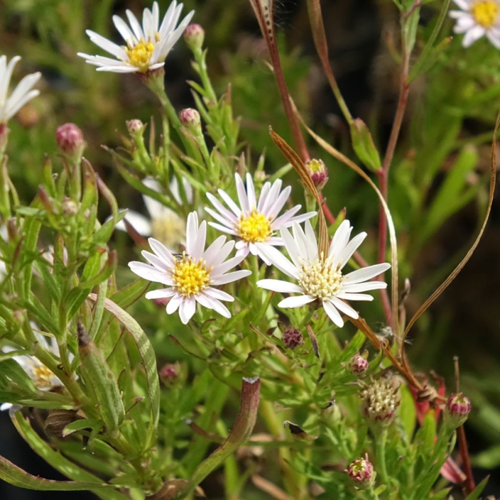 Aster à feuilles de lin - Aster linariifolius